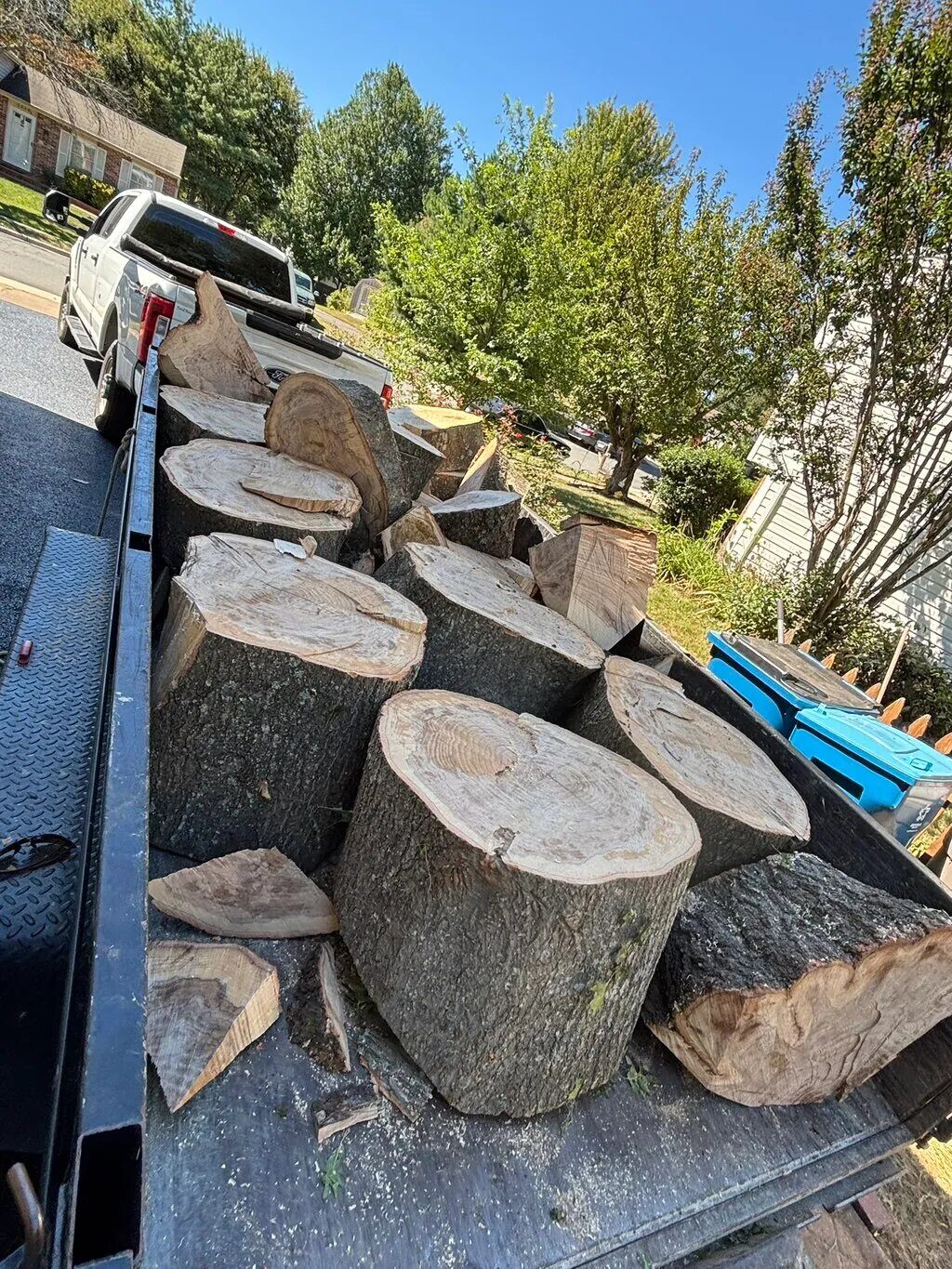 Tree logs loaded on truck for hauling