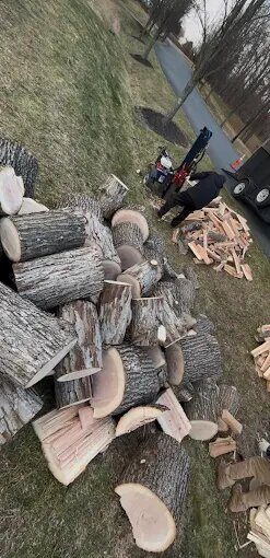 Cut logs ready for removal